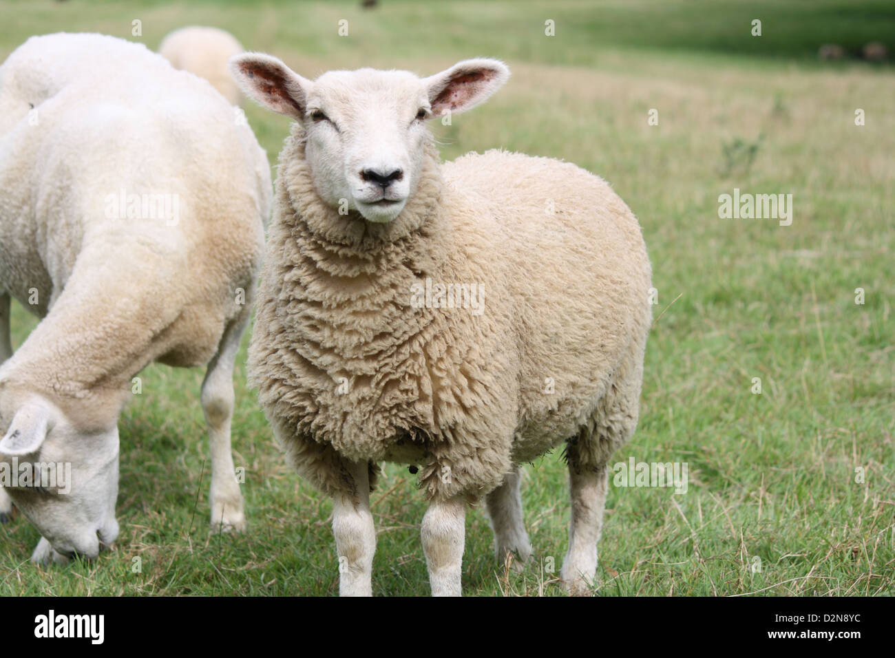 Two sheep in a grass field. Stock Photo