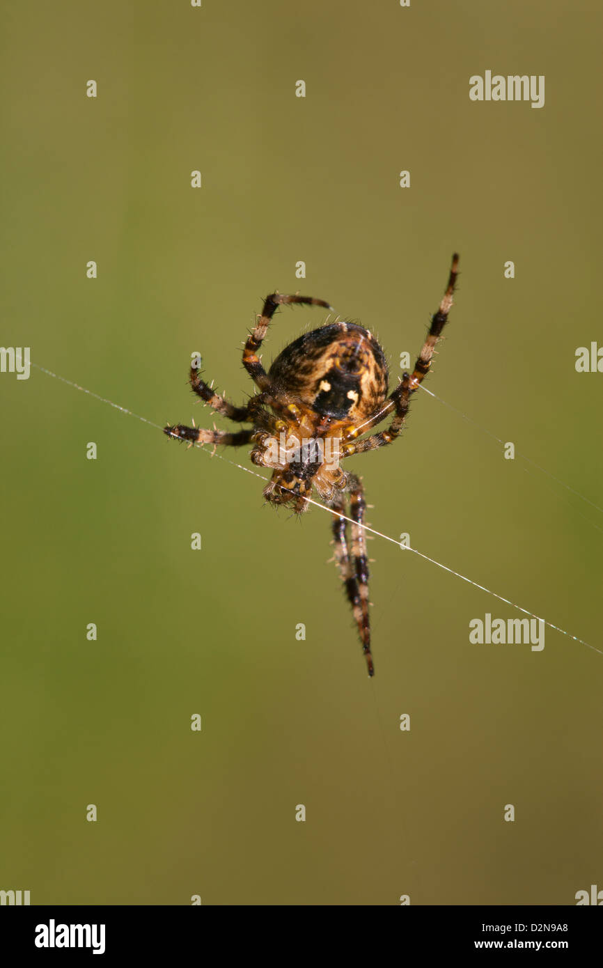 Garden Spider Araneus diadematus adult female on web Stock Photo - Alamy