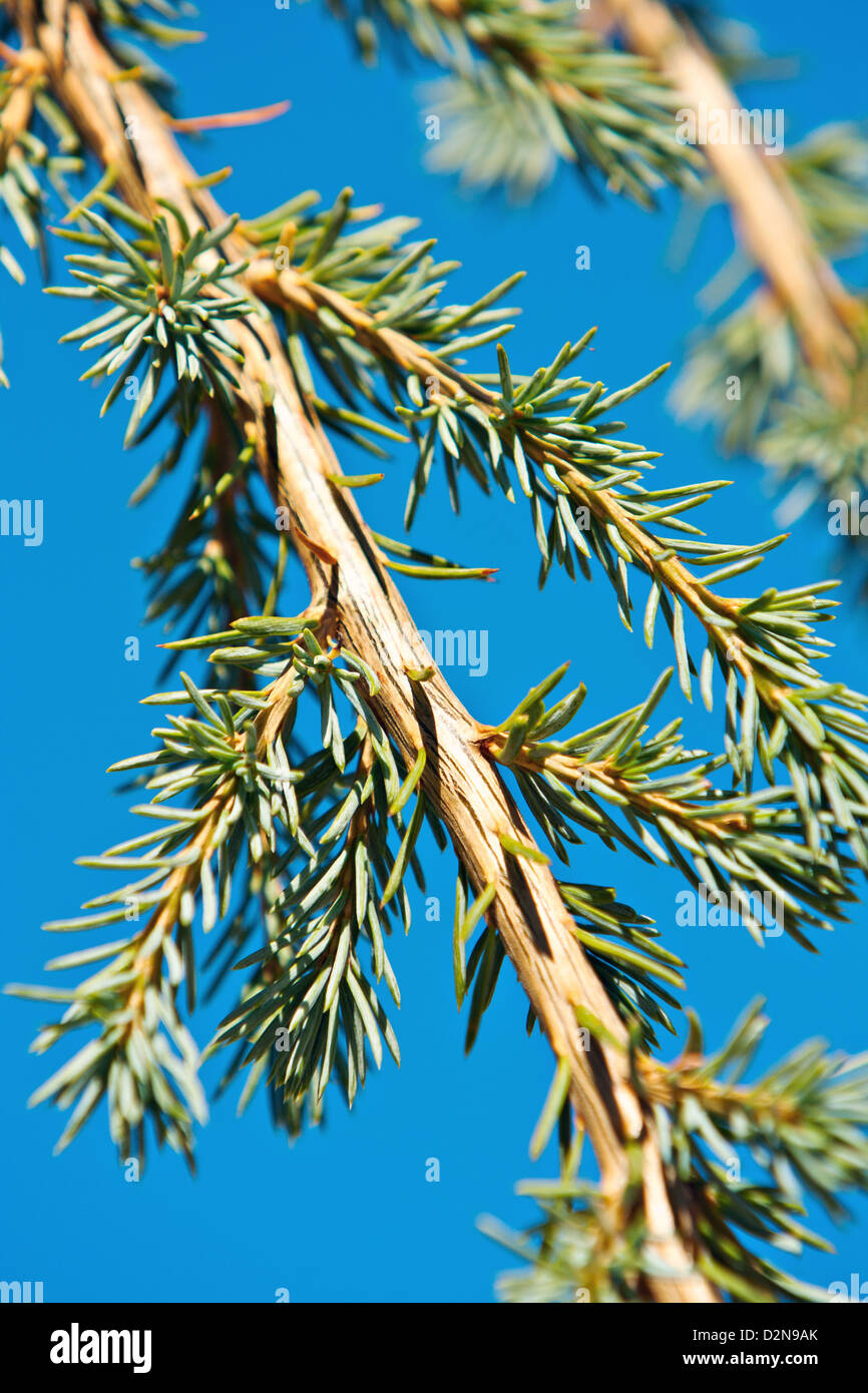 pine tree branch (Cedrus) Stock Photo