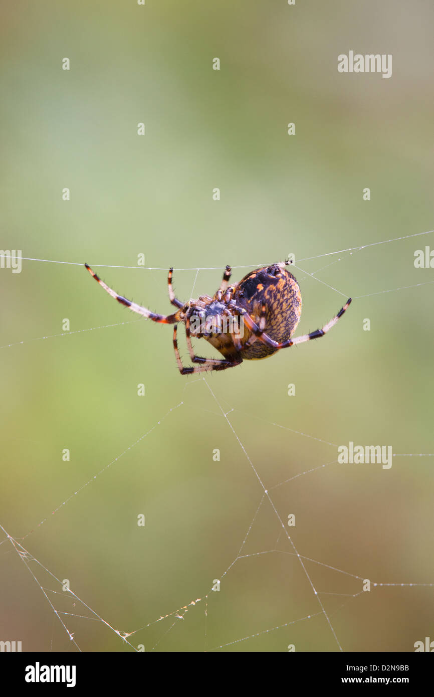 fen-marbled-orb-web-spider-araneus-marmoreus-adult-female-on-web-stock