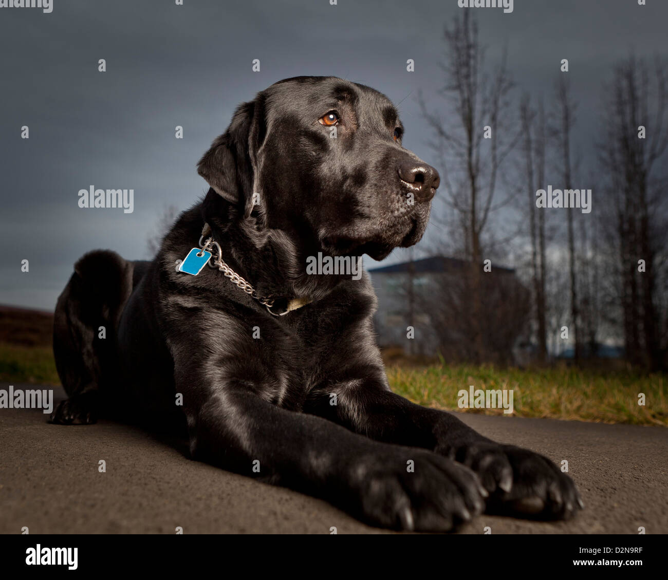 Black Labrador Retriever lying down. Young male guide dog for the blind. Stock Photo