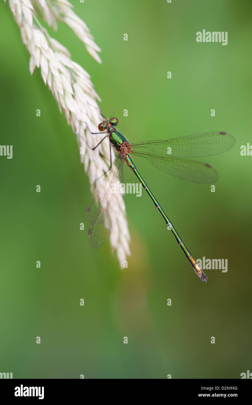 Emerald Damselfly Lestes sponsa adult resting on a grass seed head ...
