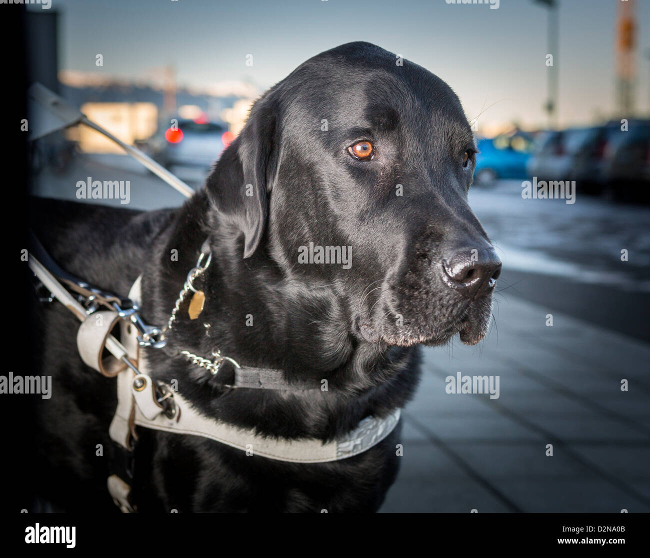 Black Labrador Retriever with collar leading blind person. Stock Photo