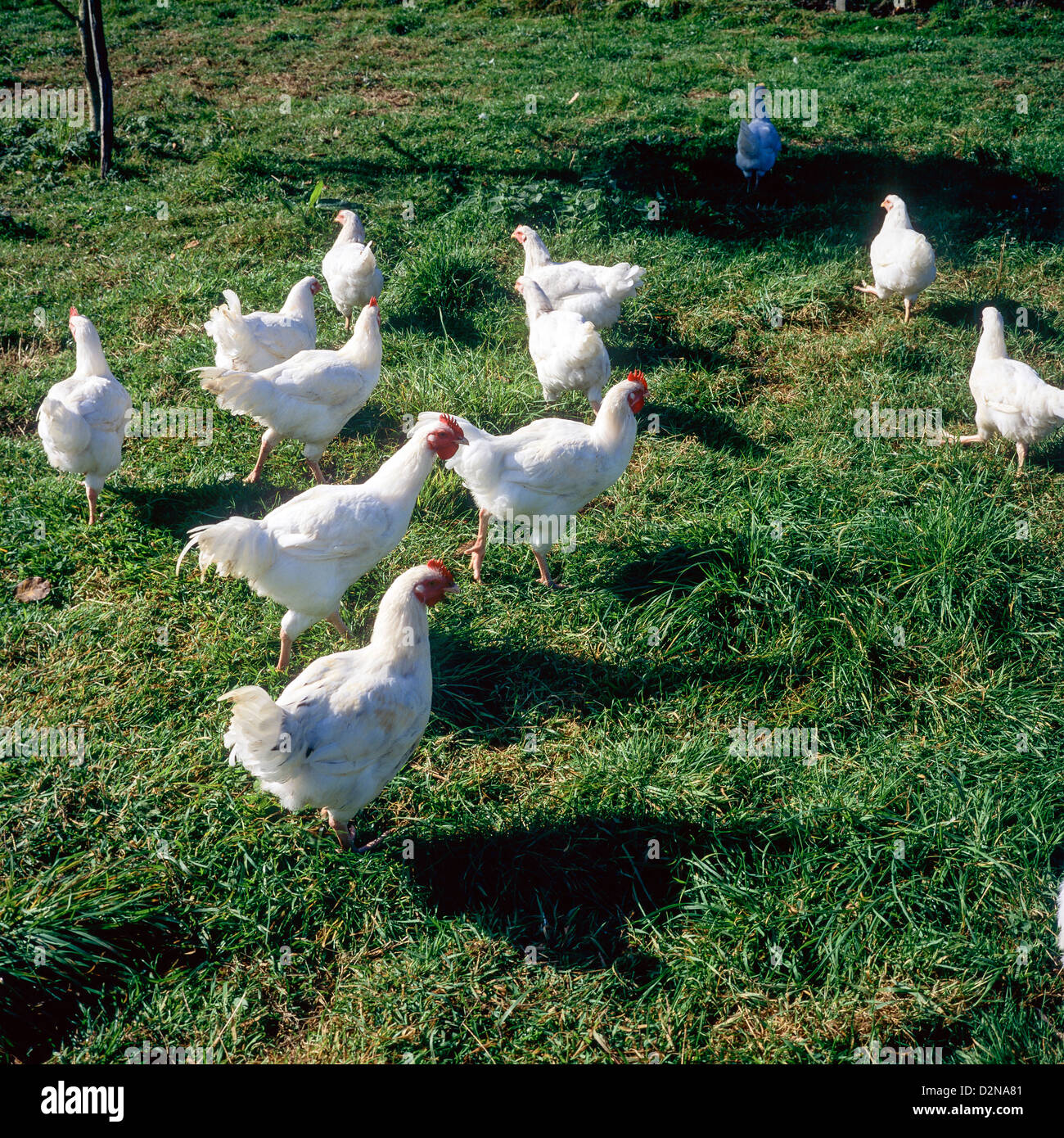 Free range white chickens farming Brittany France Stock Photo Alamy