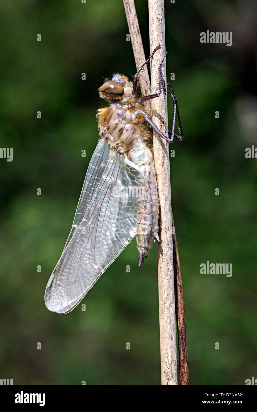 A newly emerged Downy Emerald dragonfly sits on an old reed, its body and wings expand and harden before taking its first flight Stock Photo