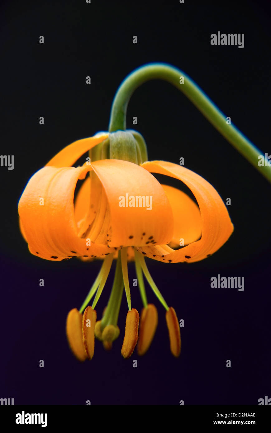 Tiger Lily in bloom in the Siskiyou Mountains, Oregon Stock Photo Alamy