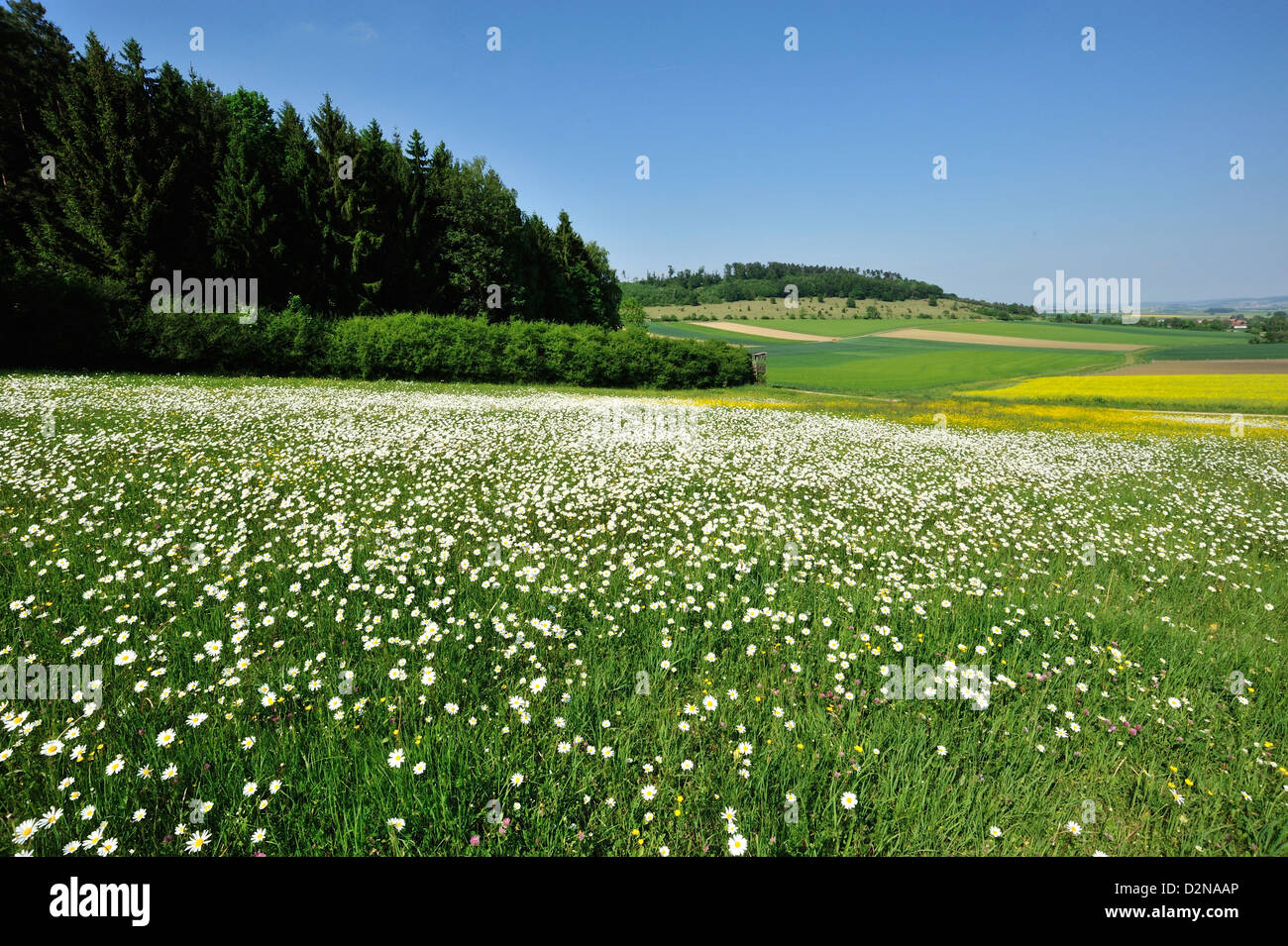 Margeriten (Leucanthemum vulgare) Blumenwiese im Sommer • Ries, Bayern, Deutschland Stock Photo