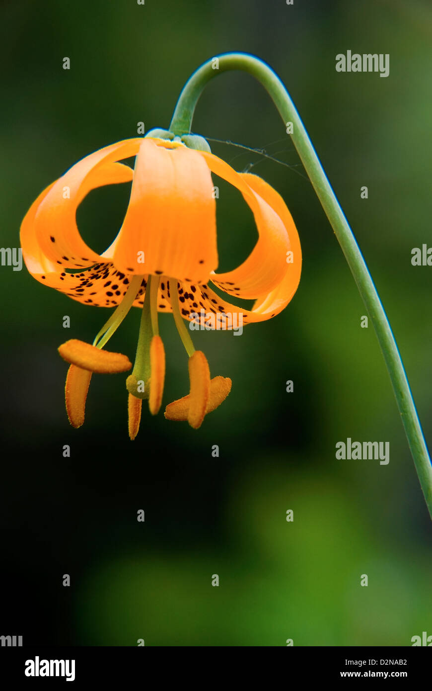 Tiger Lily in bloom in the Siskiyou Mountains, Oregon Stock Photo Alamy