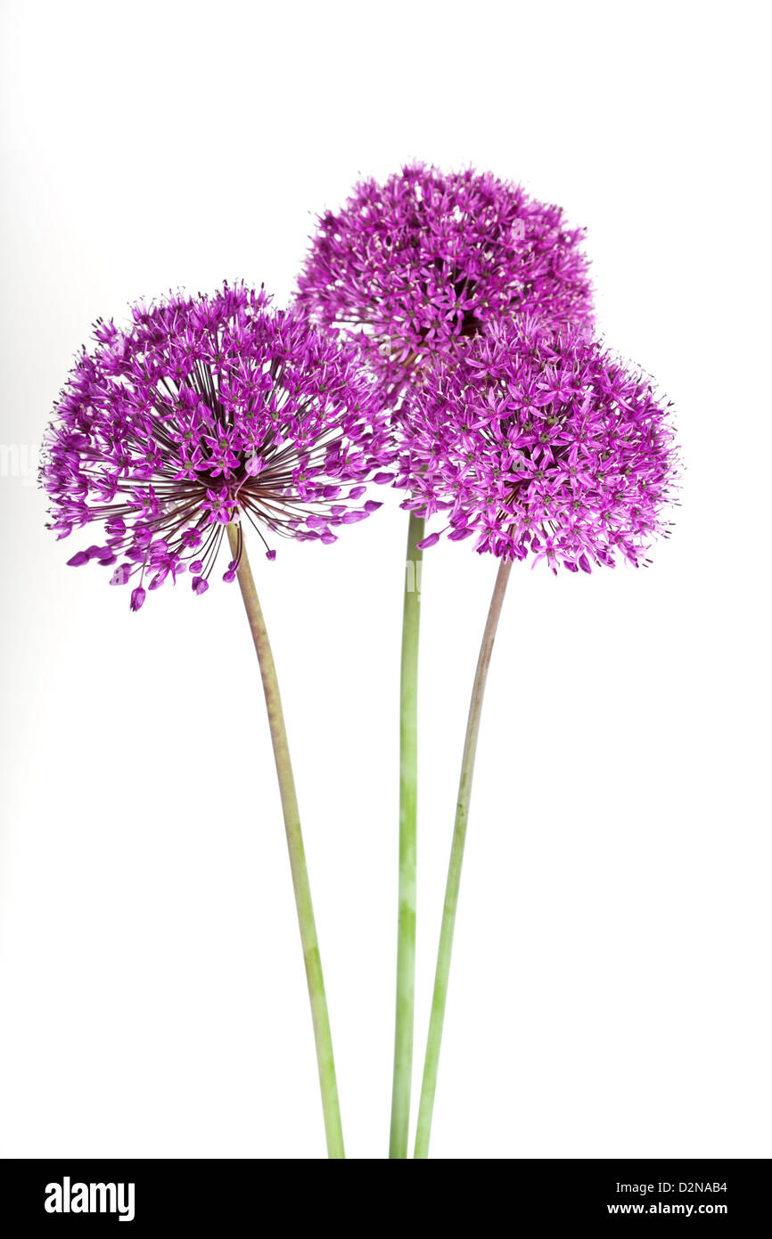 Allium hollandicum 'Purple Sensation' Flower isolated on white background. Stock Photo