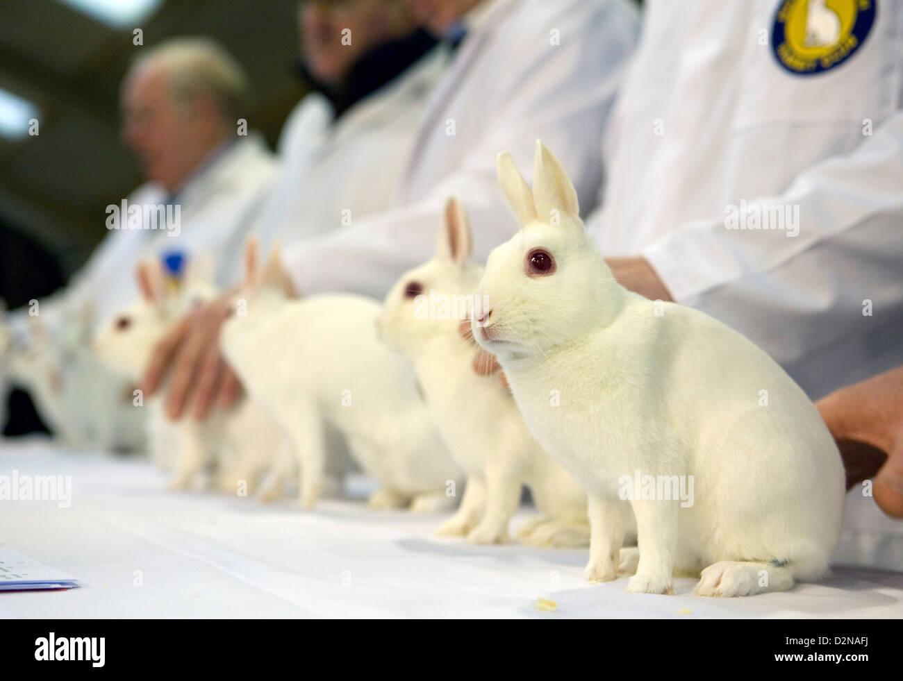 rabbits in a line at a show Stock Photo