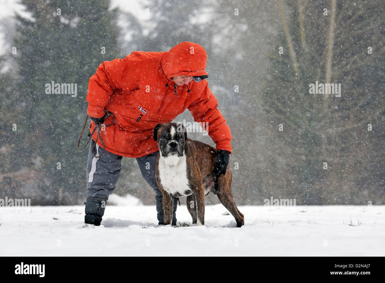 Owner training boxer dog in the snow in forest during snowfall in winter Stock Photo