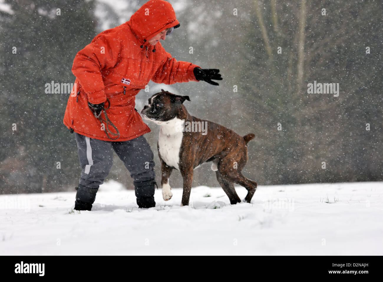 Owner training boxer dog in the snow in forest during snowfall in winter Stock Photo