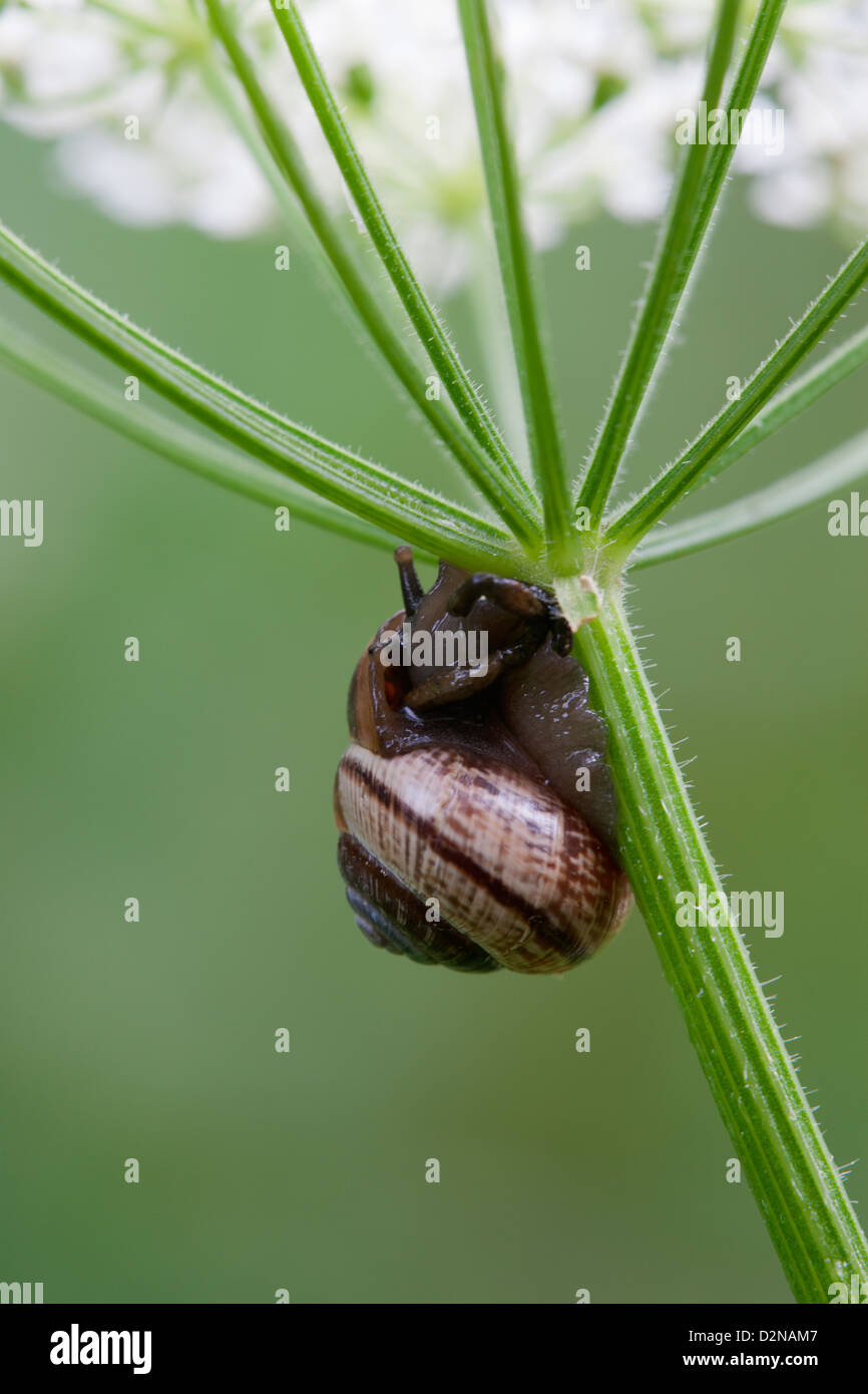 Banded Snail on an umbellifer plant Stock Photo