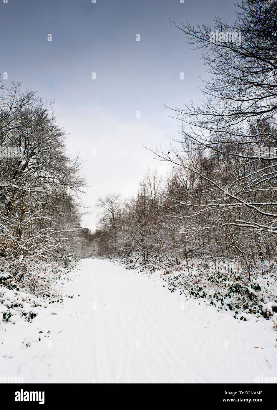 A path running through snow covered woodland Stock Photo - Alamy