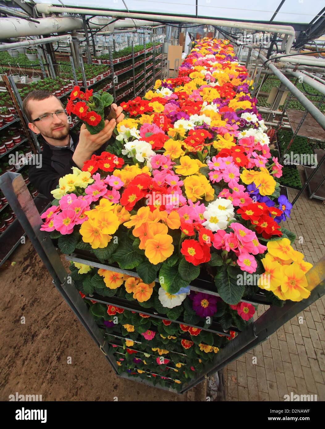 Roman Biesold checks primroses before their delivery to customers in the heated greenhouse in Genthiner Gartenbau GmbH in Genthin, Germany, 29 January 2013. Over a million of these well-loved flowers will be grown before the start of March. Photo: Jens Wolf Stock Photo