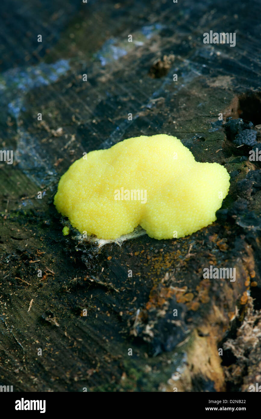 Dog's Vomit (Scrambled Egg) Slime Mold Fuligo septica on a dead Birch stump Stock Photo