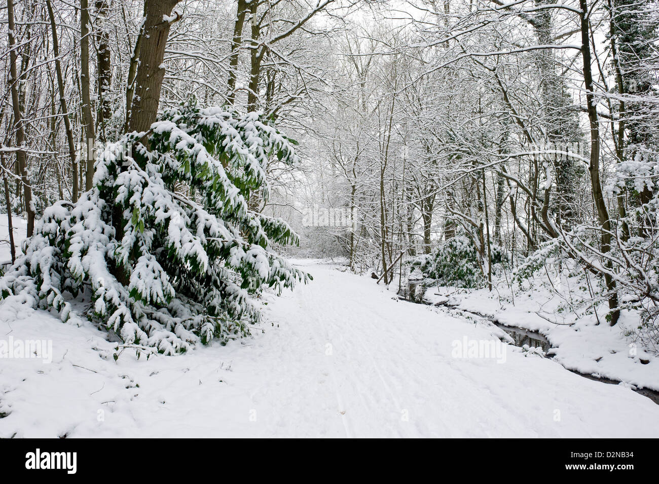 Snow covered woodland Stock Photo - Alamy