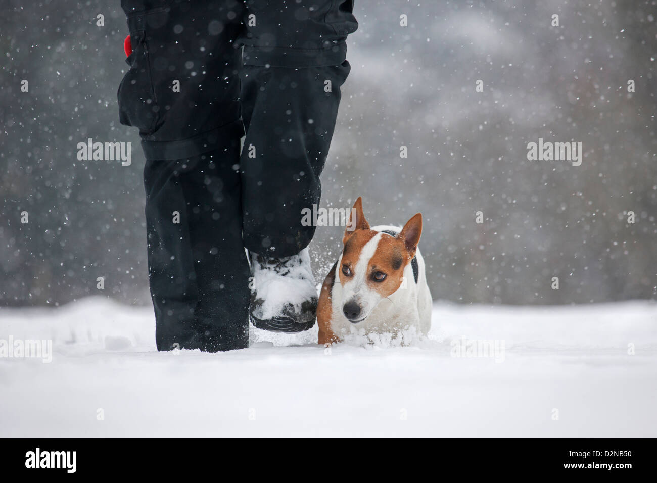 Jack Russell terrier dog walking with owner in the snow during snowfall in winter Stock Photo