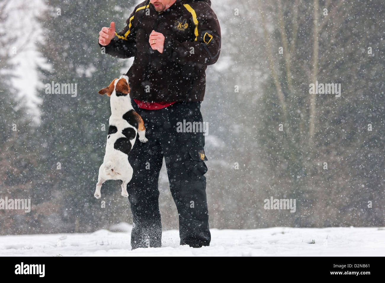 Jack Russell terrier dog jumping up against owner in the snow during snowfall in winter Stock Photo