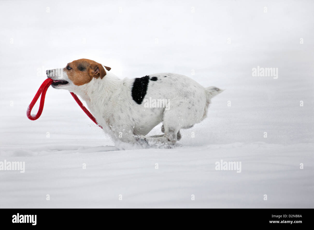 Jack Russell terrier dog running with lead in mouth in the snow during snowfall in winter Stock Photo