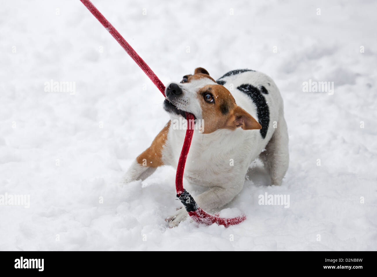 Jack Russell terrier dog tugging at leash in mouth in the snow during