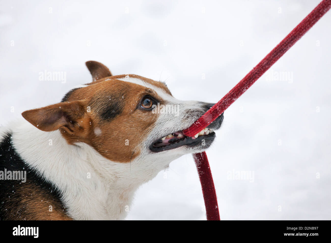 Jack Russell terrier dog tugging at leash in mouth in the snow during snowfall in winter Stock Photo