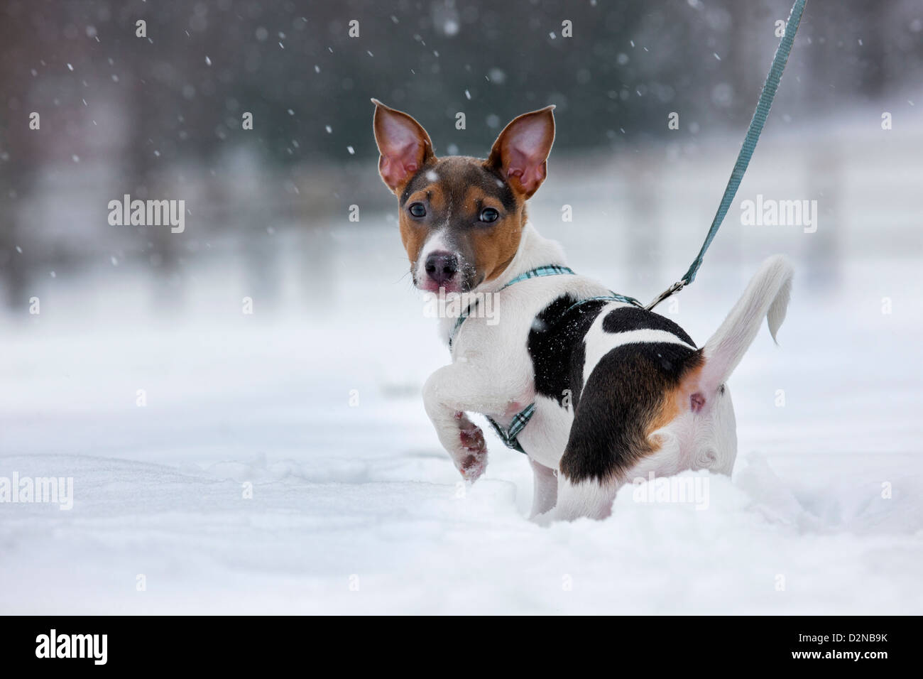 Jack Russell terrier dog pup on the leash in the snow during snowfall in winter Stock Photo
