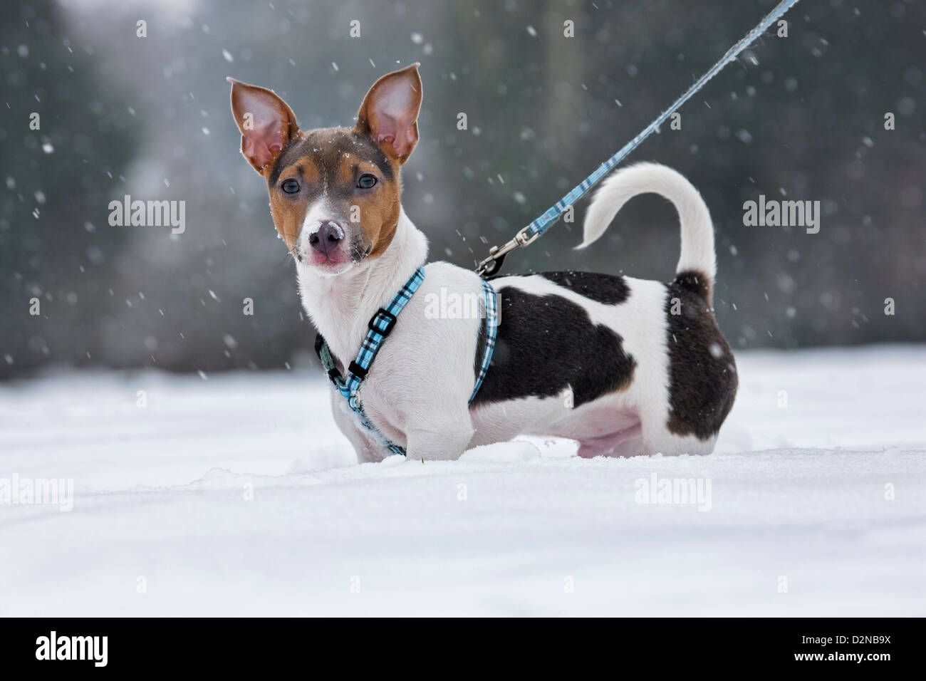 Jack Russell terrier dog pup on lead in the snow during snowfall in