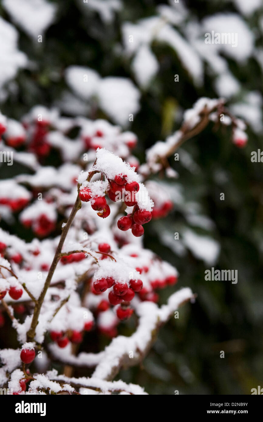 Cotoneaster berries in the snow. Stock Photo
