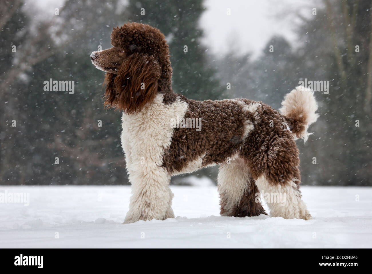 Standard poodle in the snow during snowfall in winter Stock Photo