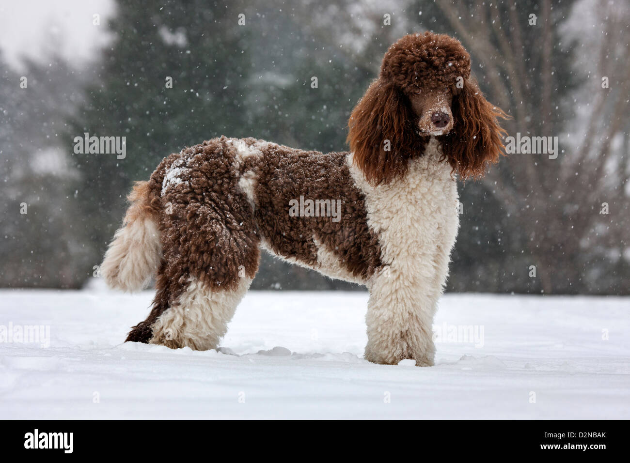 Standard poodle in the snow during snowfall in winter Stock Photo