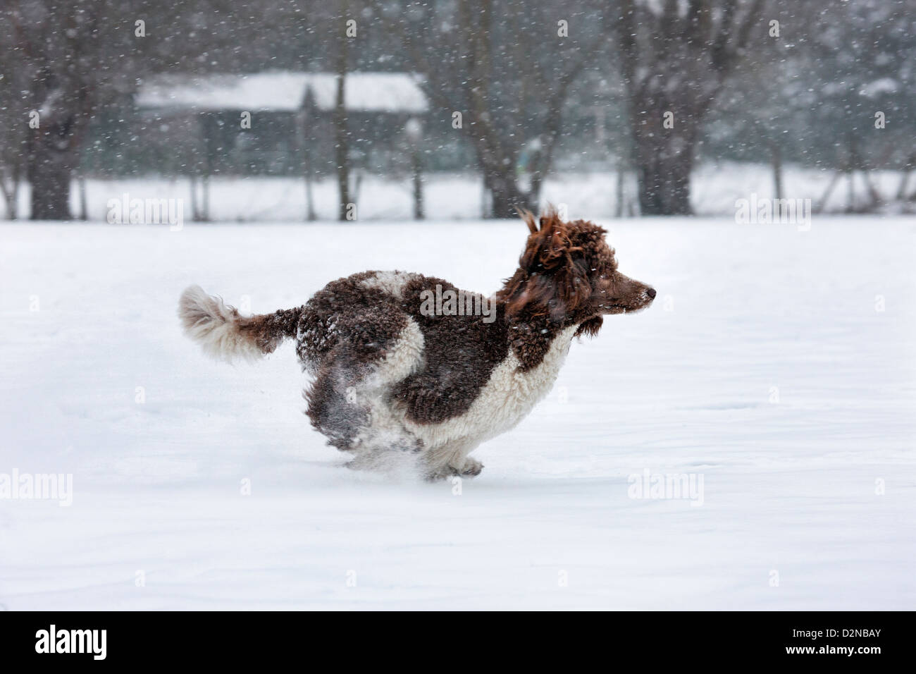 Standard poodle running in the snow during snowfall in winter Stock ...