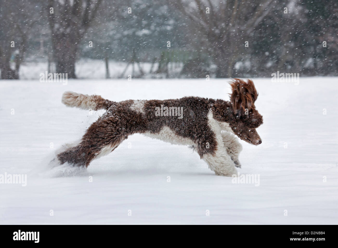 Standard poodle running in the snow during snowfall in winter Stock ...