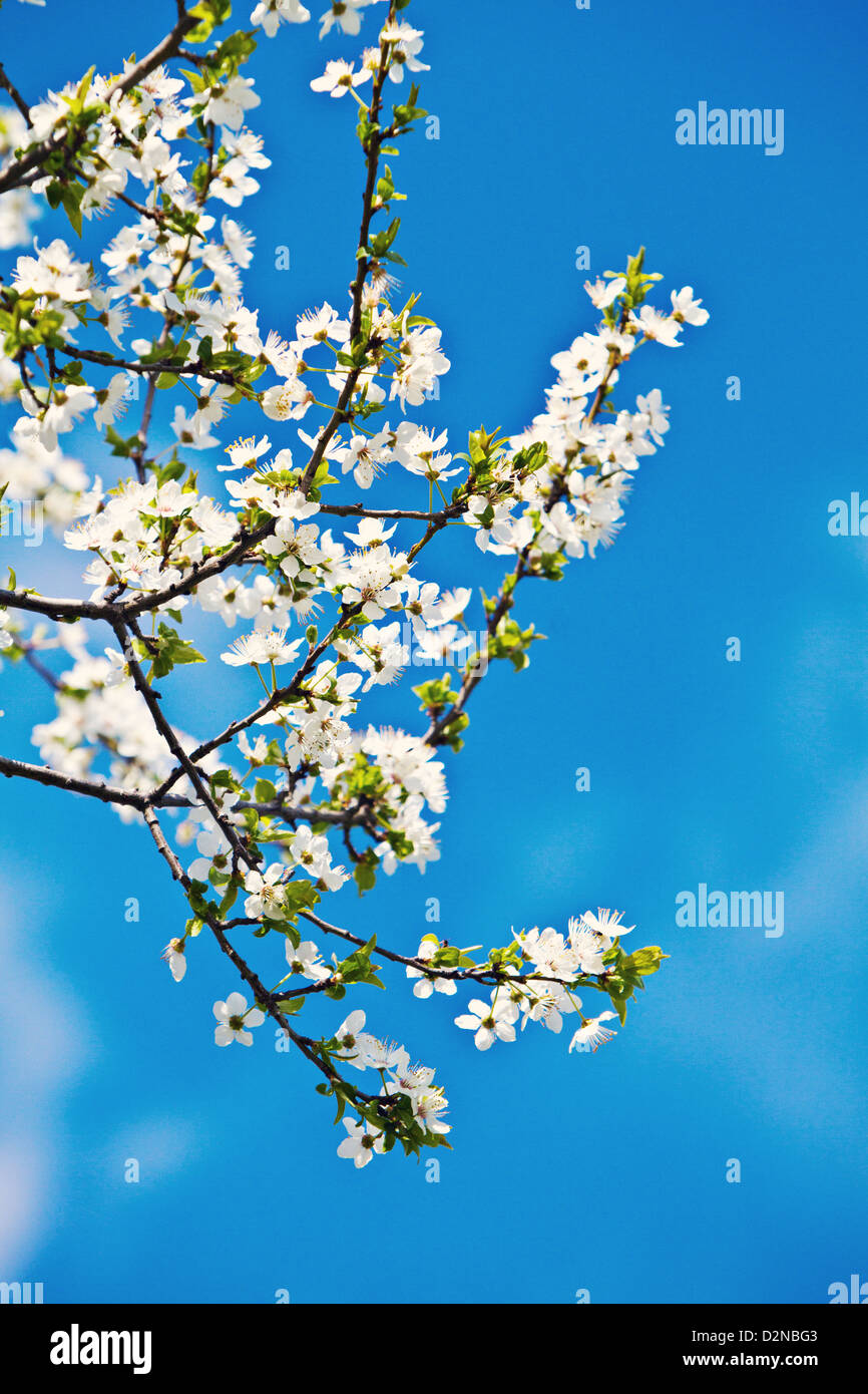 Plum flowers (Prunus) Stock Photo