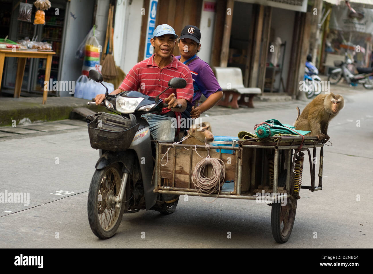 A man rides a moped and sidecar with 2 monkeys chained up through Thong Sala , Koh Phangan , Thailand Stock Photo