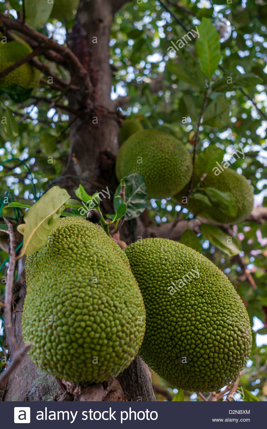 Jackfruit Tree High Resolution Stock Photography And Images Alamy Jackfruit Tree Full Of Large Fruit Melaka Malaysia South East Asia D2NBXM