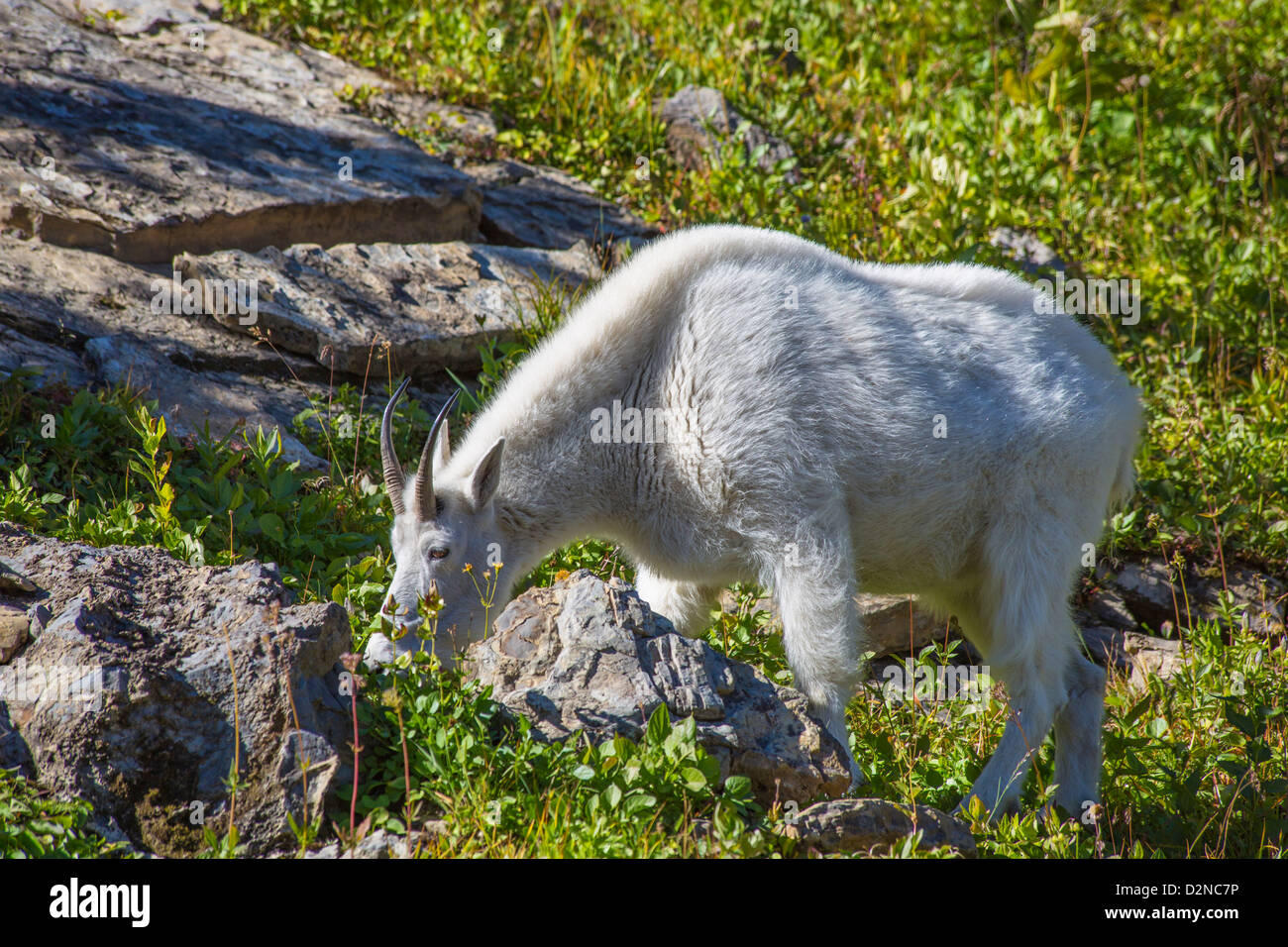 Mountain Goat along Going to the Sun Road in Glacier National Park Montana Stock Photo