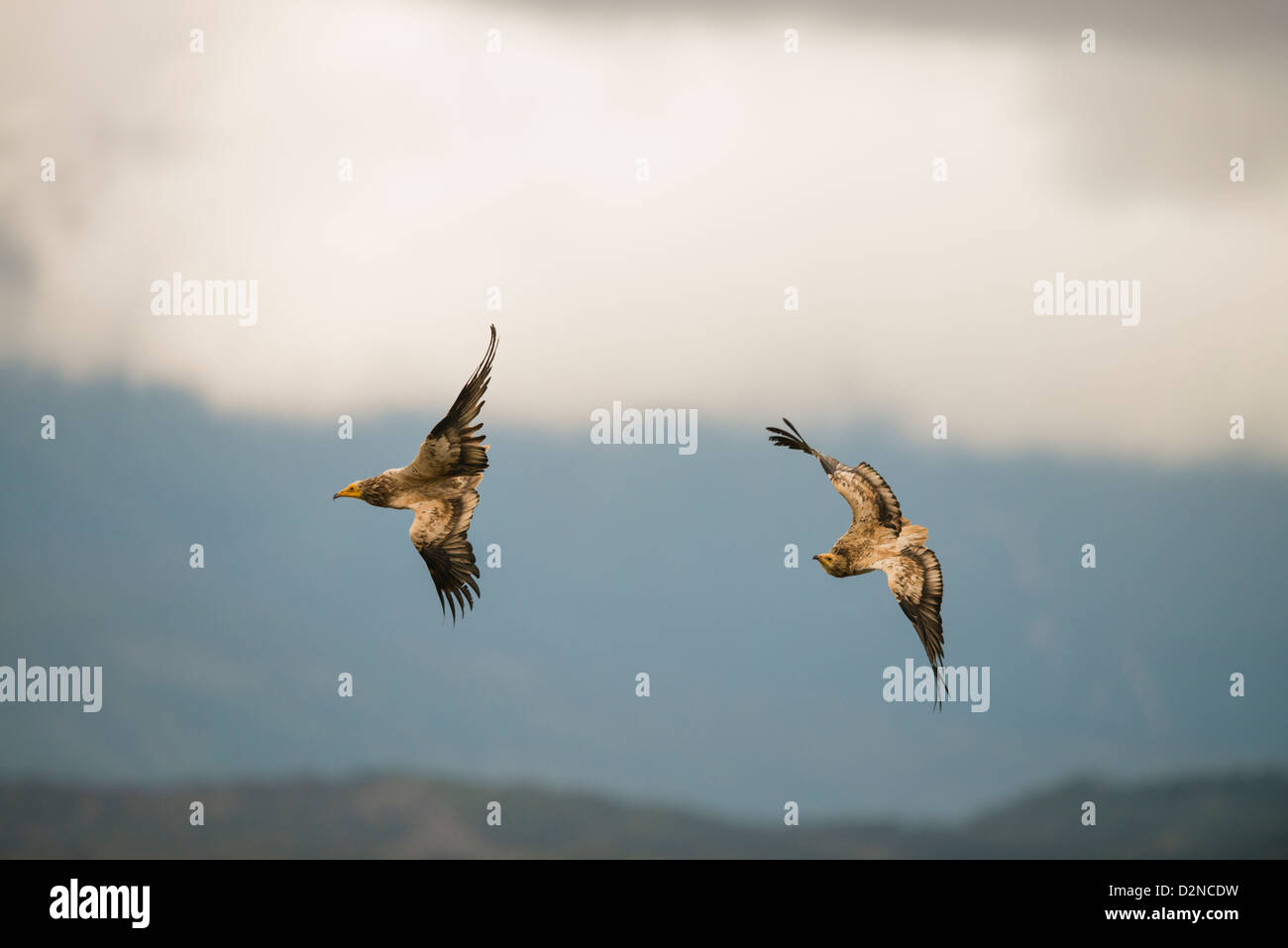 Couple of Egyptian vultures (Neophron percnopterus) playing in flight, Spain Stock Photo