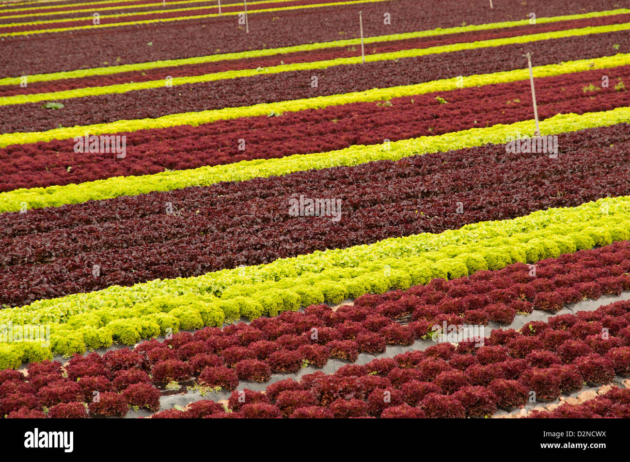 Agricultural field cropping different types of lettuces, Spain Stock