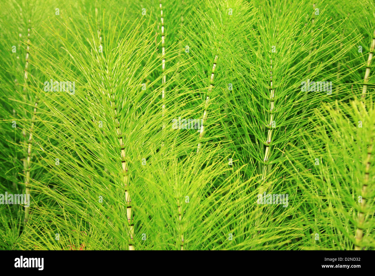 Horsetail (Equisetum) healing plant Stock Photo