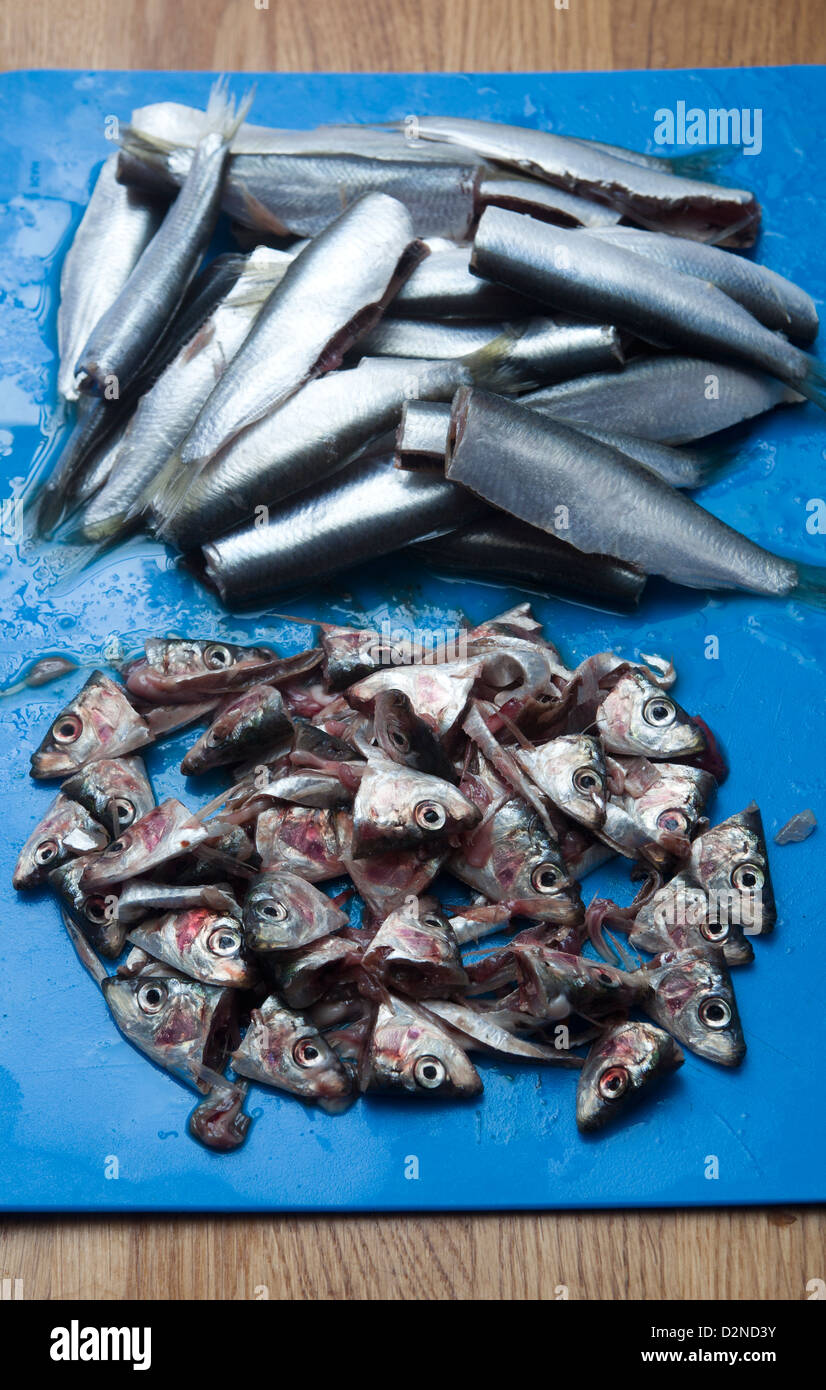 Fresh Sprats on chopping board gutted and with heads removed Stock Photo
