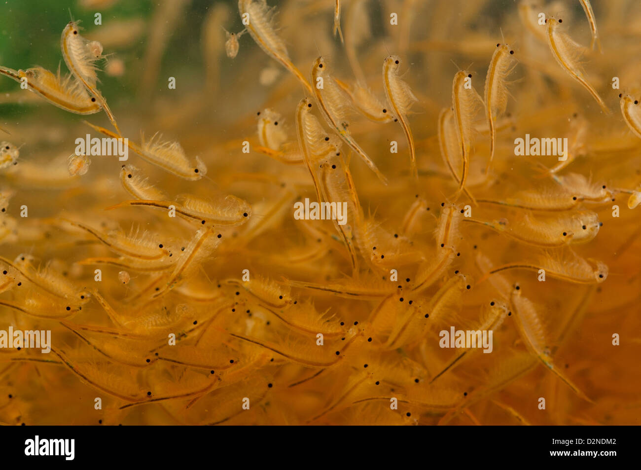 Branchipus schaefferi is a Crustacean appearing in European meadows claywater Stock Photo