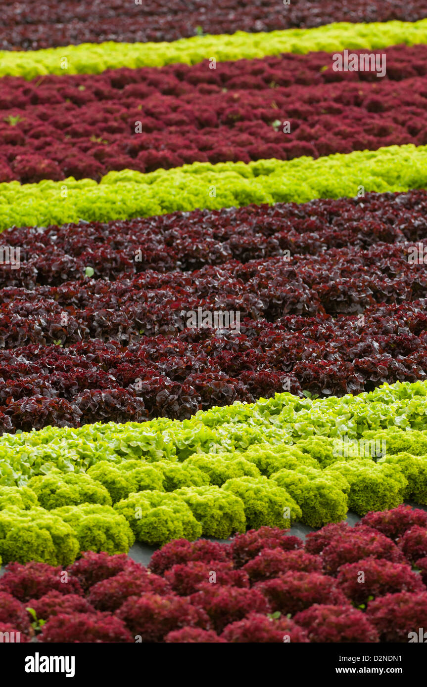 Agricultural field cropping different types hires stock photography