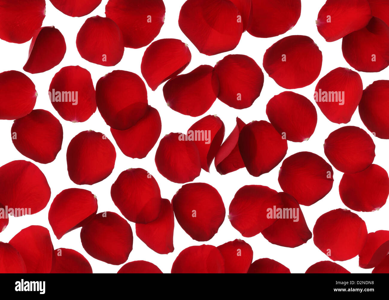 Red rose petal background Stock Photo Alamy