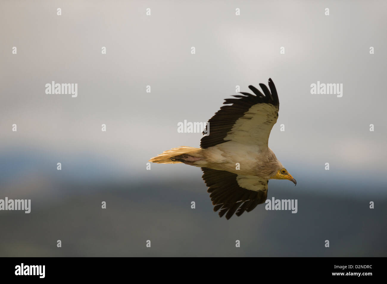 Single Egyptian vulture (Neophron percnopterus) in flight looking for carrion, Spain Stock Photo
