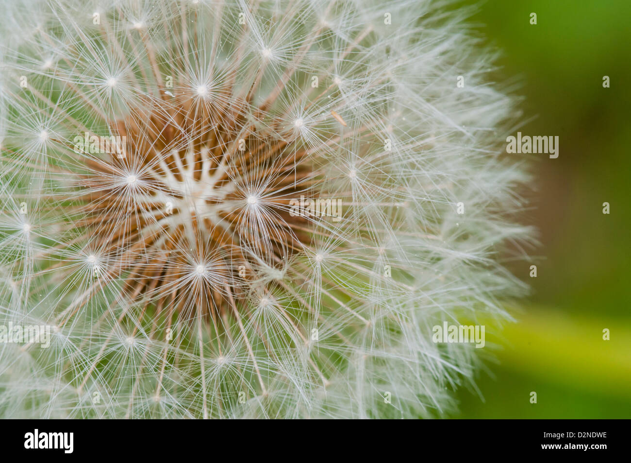 Dandelion fruit, ready for wind to spread the parachute-winged seeds Stock Photo