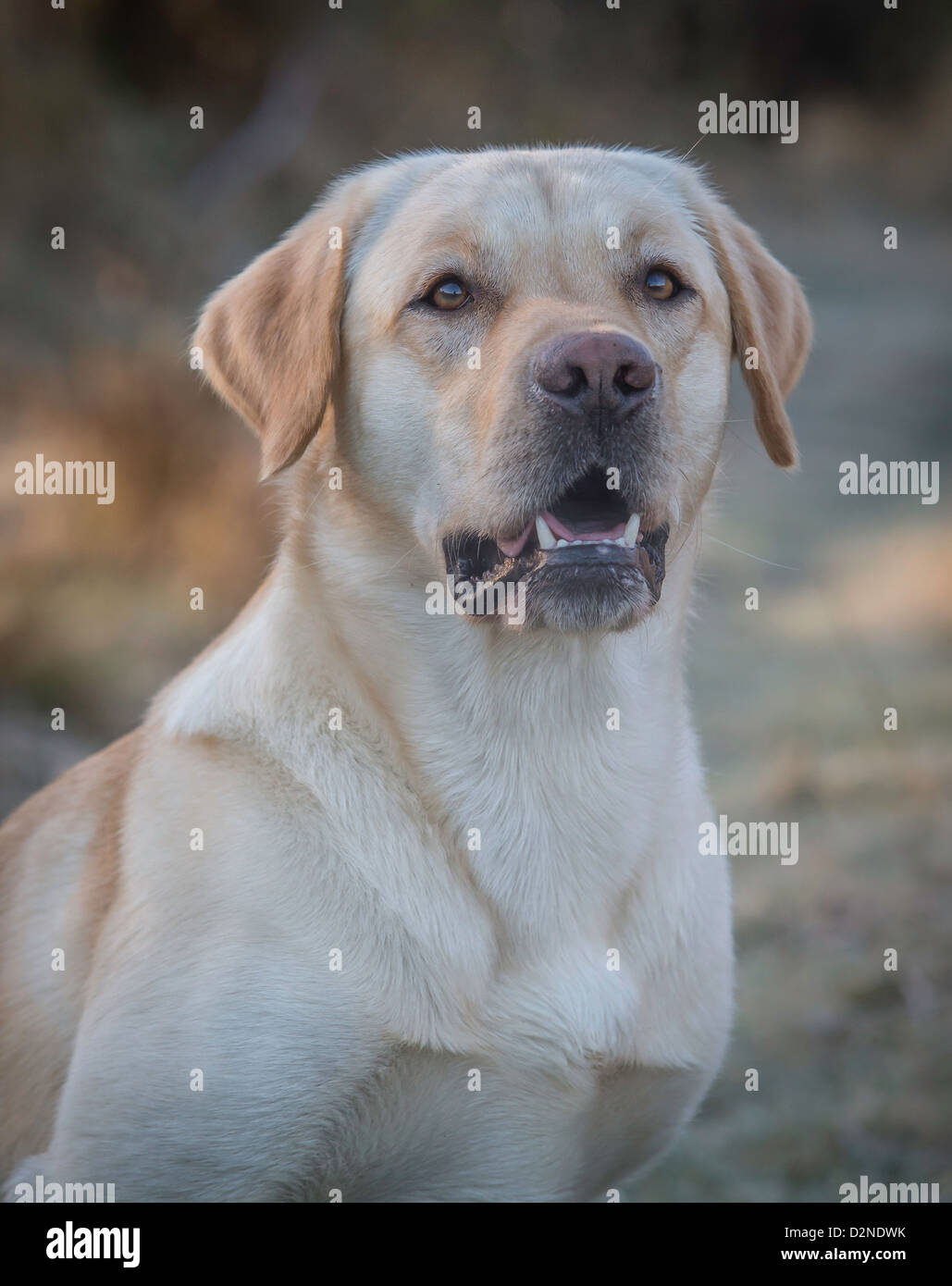 Labrador Gundog ,yellow/Golden,on a frosty morning. Head shot to the
