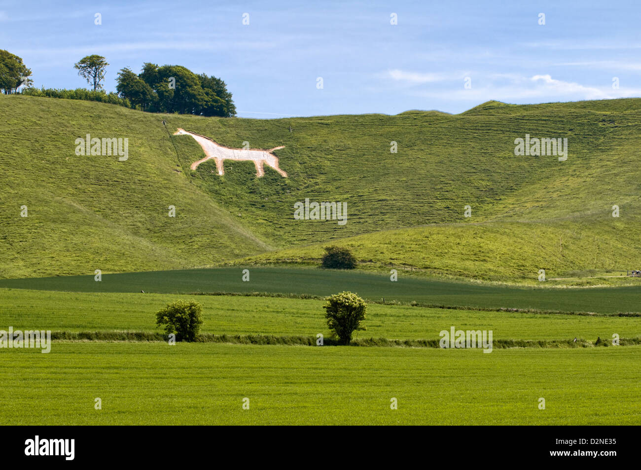 Cherhill white horse which is one of the famous white chalk horses of Wiltshire taken at Cherhill near Calne, Wiltshire Stock Photo