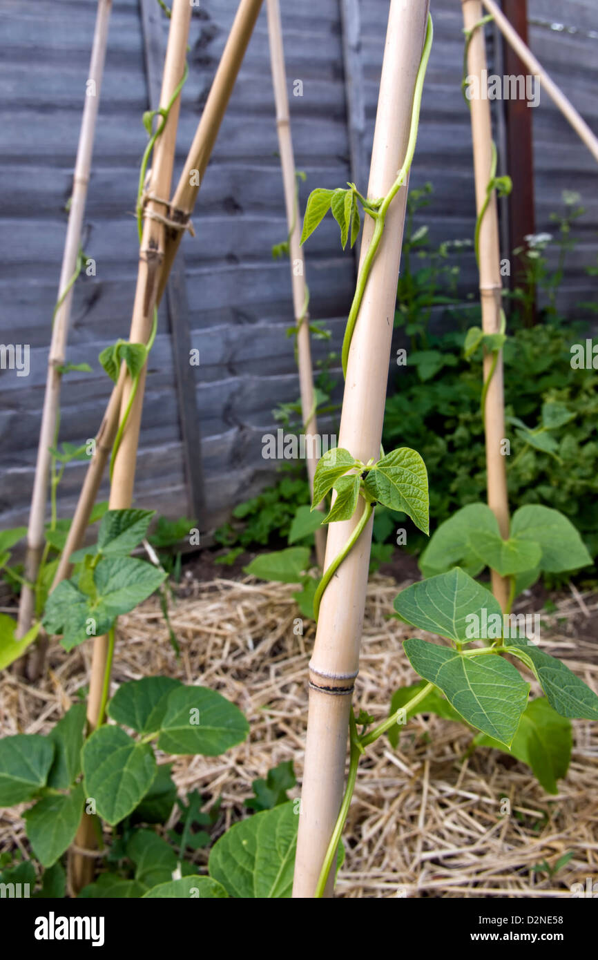 Runner bean plants, variety Celebration growing up canes in garden Stock Photo
