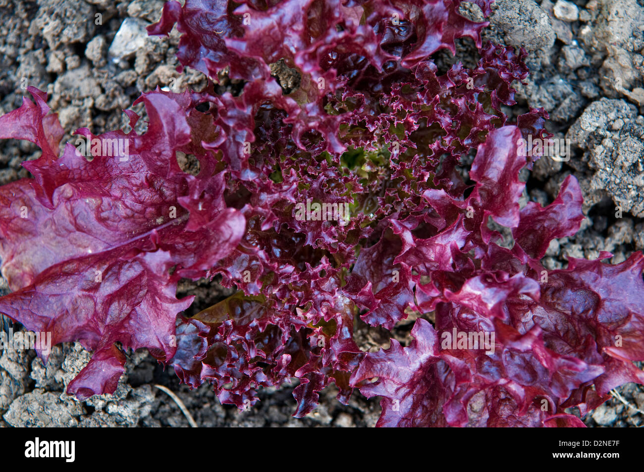 Close up of home grown lollo rosso salad lettuce growing in garden Stock Photo